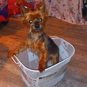 Steel white pet bike basket new